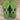Nike Air Foamposite One Black Volt Size 8.5M (Lightly Worn)